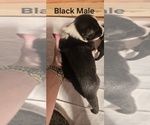 Small Photo #20 English Shepherd Puppy For Sale in NEW CASTLE, IN, USA