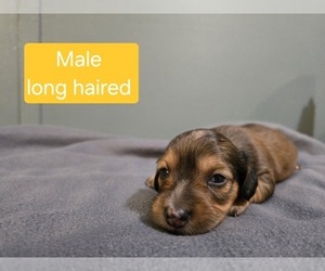 Dachshund Puppy for sale in MADISONVILLE, TN, USA