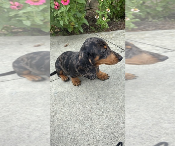 Medium Photo #4 Dachshund Puppy For Sale in GREENFIELD, IN, USA