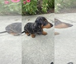 Small #3 Dachshund