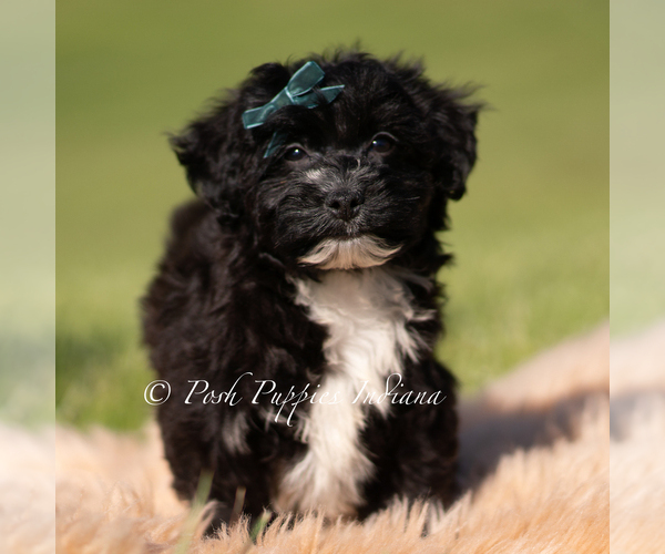 Medium Photo #2 Yorkipoo Puppy For Sale in WARSAW, IN, USA