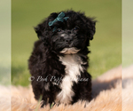 Small #1 Yorkipoo