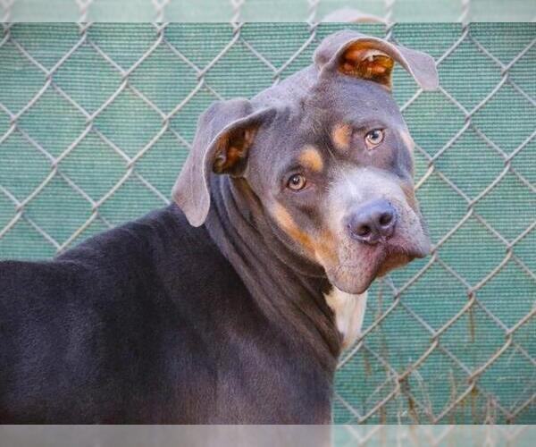 Medium Photo #1 American Staffordshire Terrier Puppy For Sale in Tallahassee, FL, USA