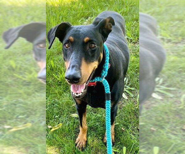 Medium Photo #1 Doberman Pinscher Puppy For Sale in Sacramento, CA, USA