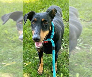 Doberman Pinscher Dogs for adoption in Sacramento, CA, USA