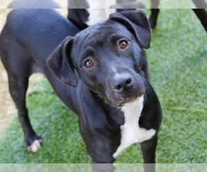 MADELINE - Female Labrador Retriever-Unknown Mix Dog for Adoption - Photo #2