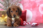 Small Photo #1 Dachshund Puppy For Sale in BEL AIR, MD, USA