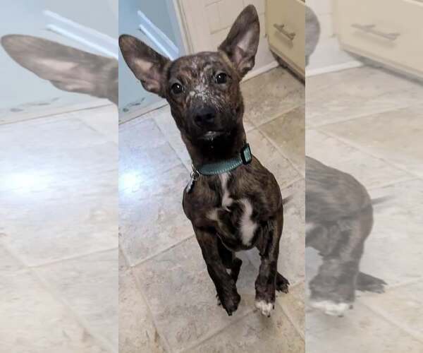Medium Photo #7 Dachshund-Unknown Mix Puppy For Sale in Charlottesville, VA, USA