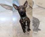Small #6 Dachshund Mix