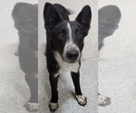 Small #5 Border Collie