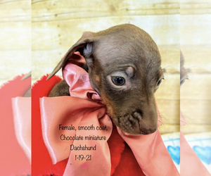 Dachshund Puppy for sale in ACTON, CA, USA