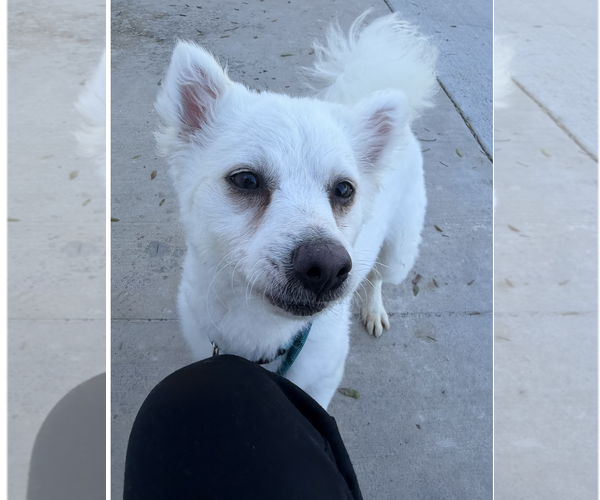 Medium Photo #2 American Eskimo Dog-Unknown Mix Puppy For Sale in Newport Beach, CA, USA