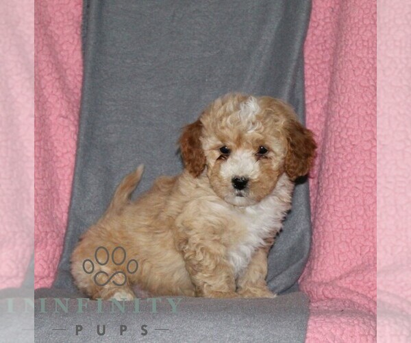 Medium Photo #1 Poodle (Miniature) Puppy For Sale in KIRKWOOD, PA, USA