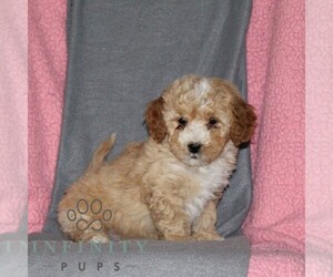 Poodle (Miniature) Puppy for sale in KIRKWOOD, PA, USA