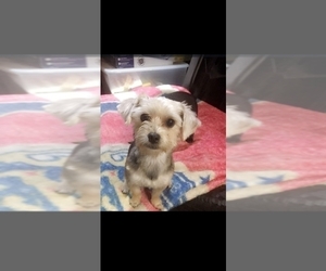 Mother of the Yorkshire Terrier puppies born on 07/22/2023