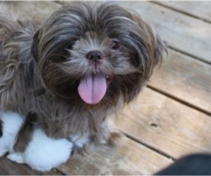 Mother of the Shih Tzu puppies born on 06/18/2025