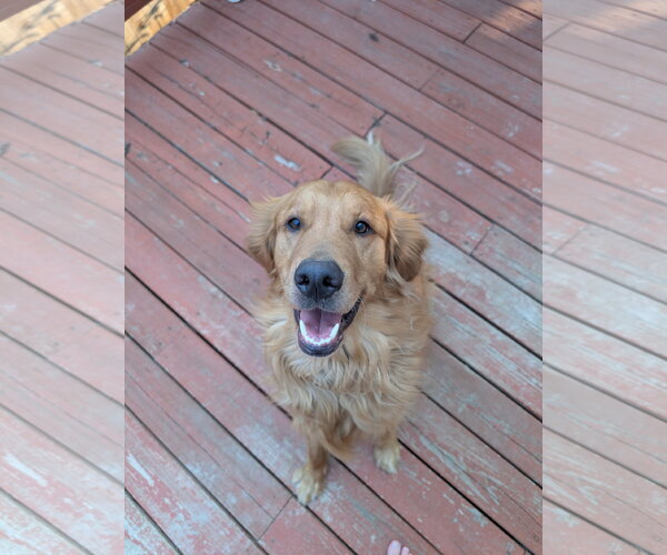 Medium Photo #1 Golden Retriever-Unknown Mix Puppy For Sale in Fort Collins, CO, USA