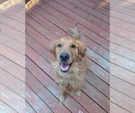Small Golden Retriever Mix