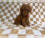 Small #1 Cockapoo (Miniature)