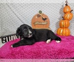Small #14 Golden Mountain Dog
