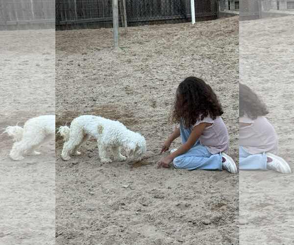 Medium Photo #2 Poodle (Miniature)-Unknown Mix Puppy For Sale in Peralta, NM, USA