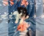Puppy Puppy 1 Schnauzer (Miniature)