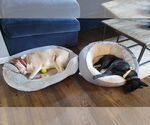 Small #6 Labrador Retriever Mix