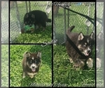 Small Photo #5 Siberian Husky Puppy For Sale in BLOOMFIELD, IN, USA