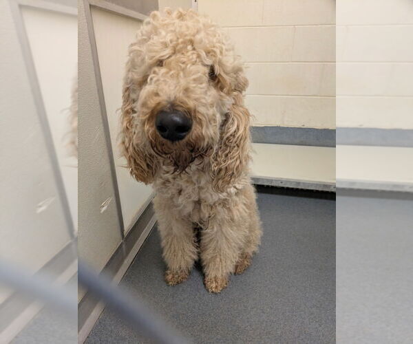 Medium Photo #1 Golden Retriever-Unknown Mix Puppy For Sale in Glen Allen, VA, USA