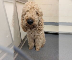 Golden Retriever-Unknown Mix Dogs for adoption in Glen Allen, VA, USA