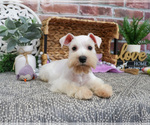 Small #9 Schnauzer (Miniature)