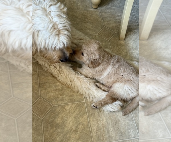 Medium Photo #2 Goldendoodle Puppy For Sale in WHITMORE, CA, USA
