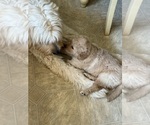 Small #1 Goldendoodle