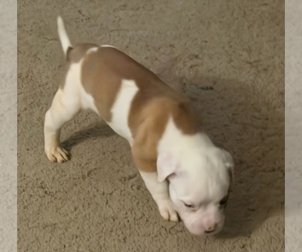 Medium Photo #10 American Bulldog Puppy For Sale in INDEPENDENCE, MO, USA