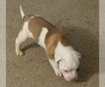 Small #9 American Bulldog