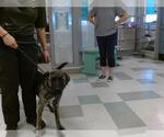 Small Mutt