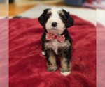Puppy Onyx Bernedoodle (Miniature)