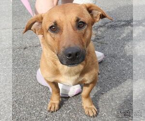 Bassetdor Dogs for adoption in Washington, DC, USA