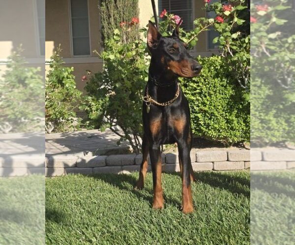 Medium Photo #27 Doberman Pinscher Puppy For Sale in FORT LAUDERDALE, FL, USA