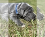 Small Photo #11 Great Dane Puppy For Sale in PINNACLE, NC, USA