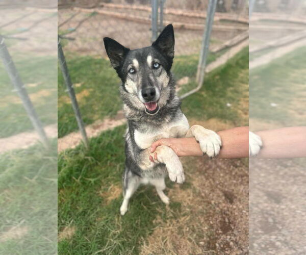 Medium Photo #7 Gerberian Shepsky Puppy For Sale in Cedar Crest, NM, USA