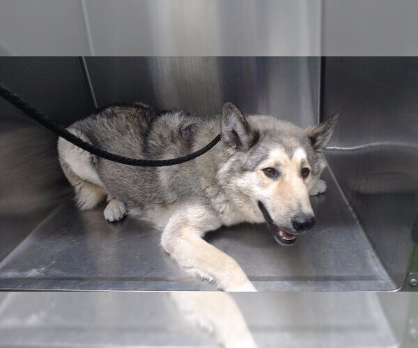 Medium Photo #1 Siberian Husky-Unknown Mix Puppy For Sale in Downey, CA, USA