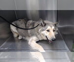Small Siberian Husky Mix