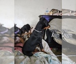 Small #20 Doberman Pinscher