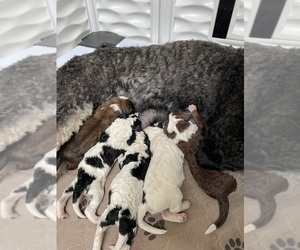 Bernedoodle (Miniature) Puppy for sale in KATY, TX, USA