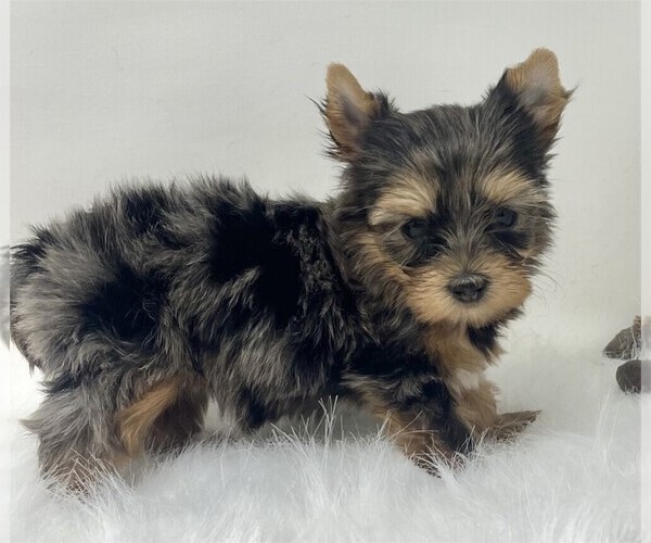 Medium Photo #12 Yorkshire Terrier Puppy For Sale in JACKSONVILLE, FL, USA