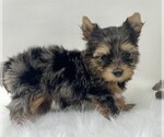 Small Photo #12 Yorkshire Terrier Puppy For Sale in JACKSONVILLE, FL, USA
