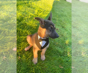 German Shepherd Dog Puppy for sale in NOVI, MI, USA
