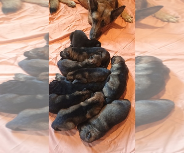 Medium Photo #1 German Shepherd Dog Puppy For Sale in BEAVER FALLS, PA, USA