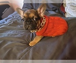 Small Photo #6 French Bulldog Puppy For Sale in PUYALLUP, WA, USA